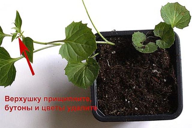 Rūpes par Campanula