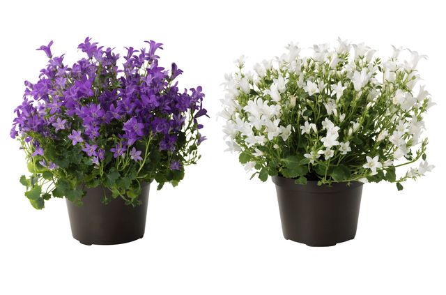 Rūpes par Campanula