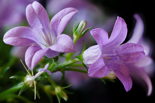 Campanula mājās - stādīšana un kopšana (video, foto): konsultācijas iesācējiem floru kultūristam