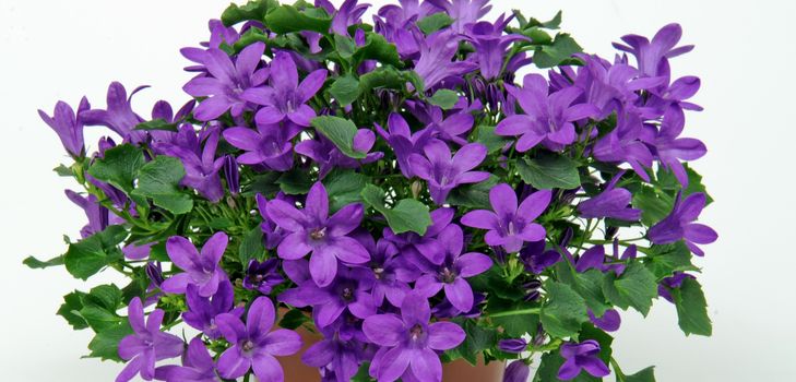 Rūpes par Campanula