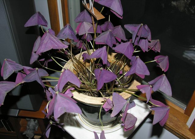 Māsu aprūpe