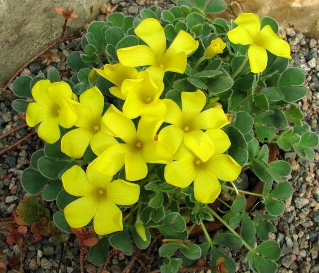 Māsu aprūpe