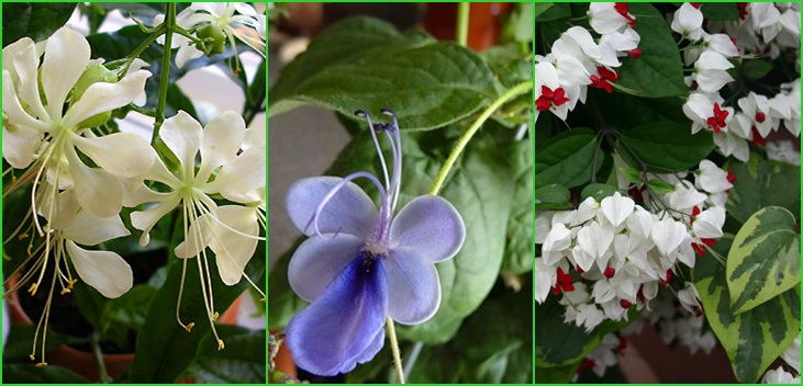 Clerodendrum - aprūpe