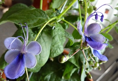 Clerodendrum - aprūpe