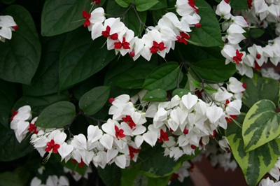 Clerodendrum - aprūpe
