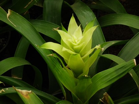 Guzmania: kā rūpēties par vaislas sezonu Guzmania: kā rūpēties par vaislas sezonu