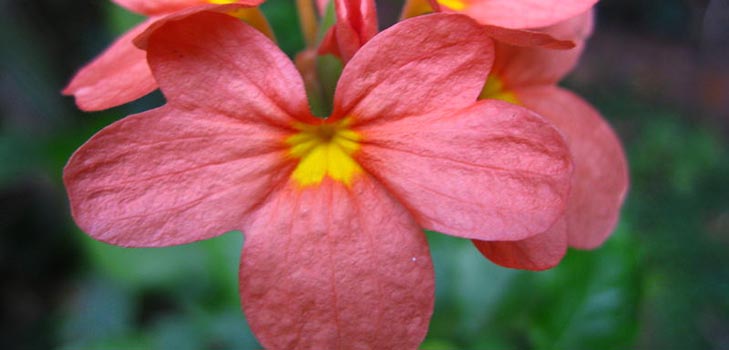 Crossandra: aprūpe un foto