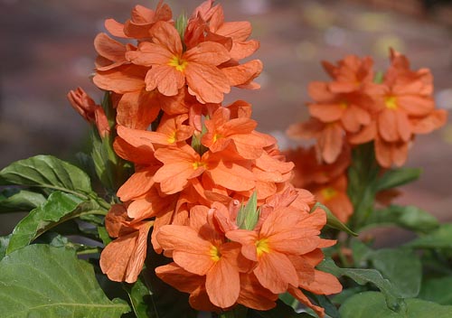Crossandra: sugas