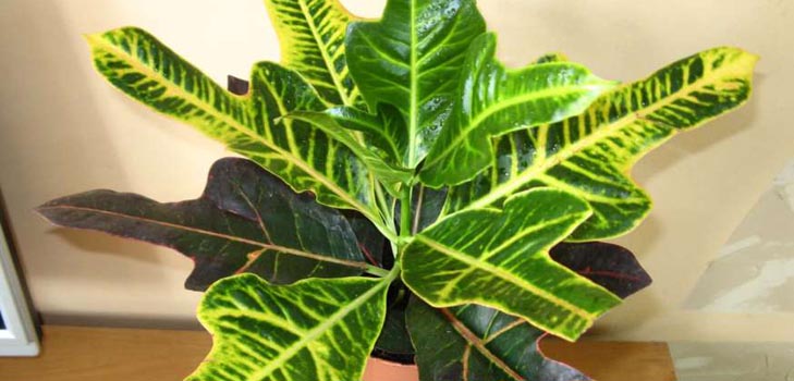 Croton: aprūpe mājās