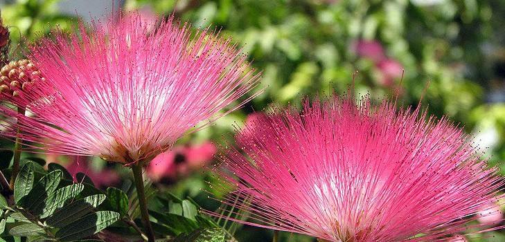 Mimosa kautrīgs: aprūpes īpašības Mimosa kautrīgs: aprūpes īpašības