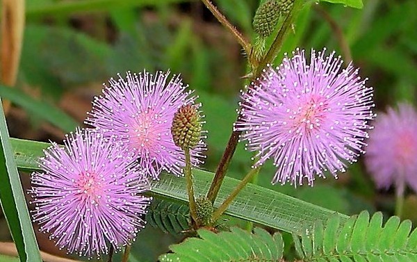 Mimosa kautrīgs: aprūpes īpašības Mimosa kautrīgs: aprūpes īpašības
