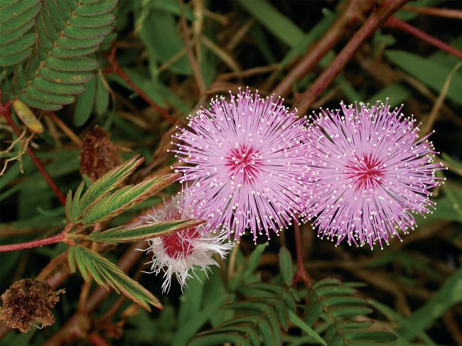 Mimosa kautrīgs: aprūpes īpašības Mimosa kautrīgs: aprūpes īpašības