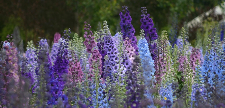 Jaunzēlandes delphiniums