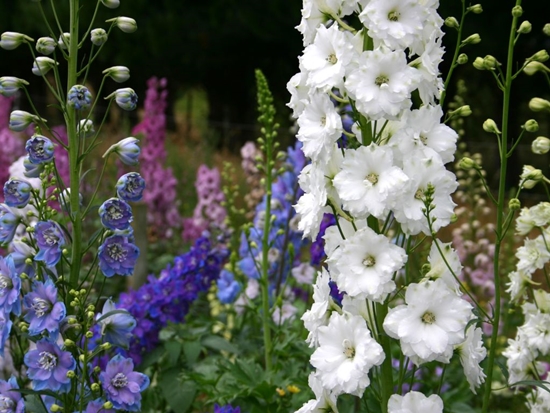Jaunzēlandes delphiniums