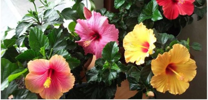 hibiskus ziedus