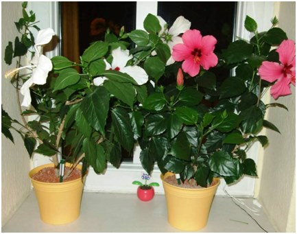 hibisks uz palodzes