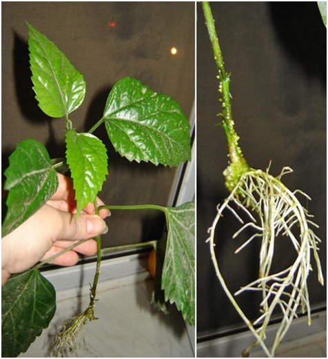 hibisko saknes