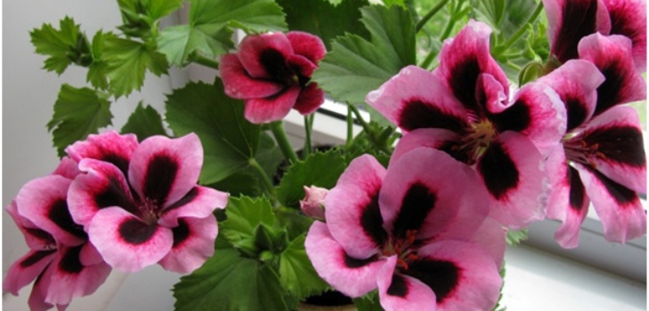 Pelargonijas zieds