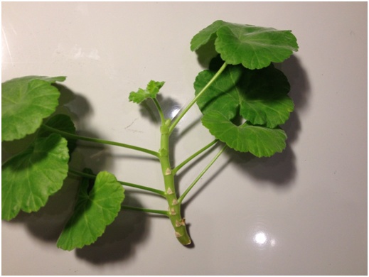 Pelargonijas kātiņa