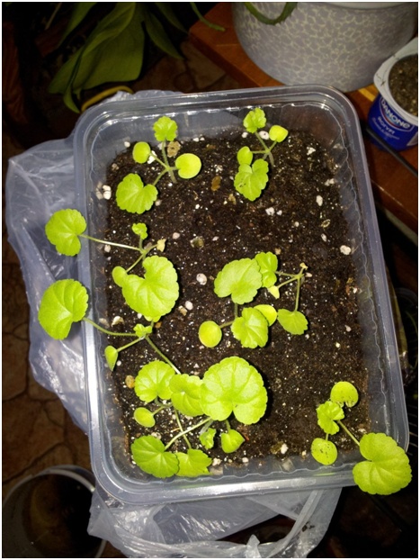 Vispārīga informācija par pelargoniju. Ieteikumi reprodukcijai un kopšanai