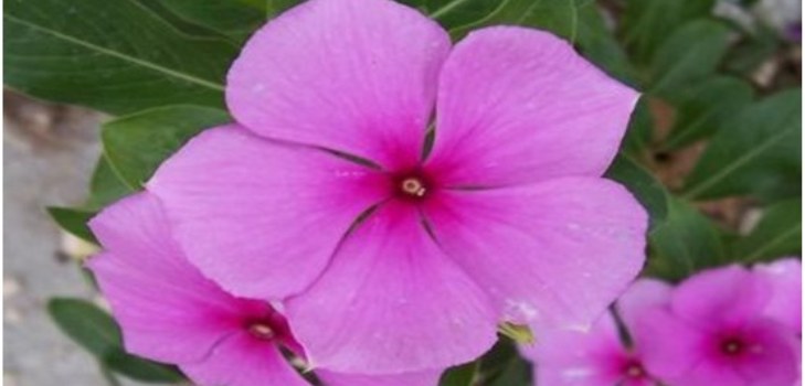 ziedu periwinkle