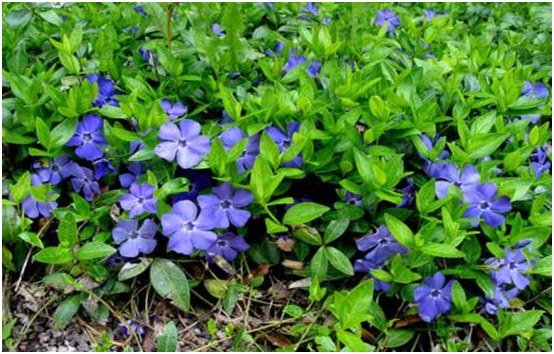 ziedi periwinkle