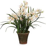 Orhideja Cimbidium: aprūpe un saturs