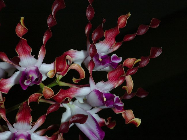 Dendrobija orhideja