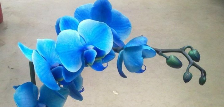 skaista orhideja