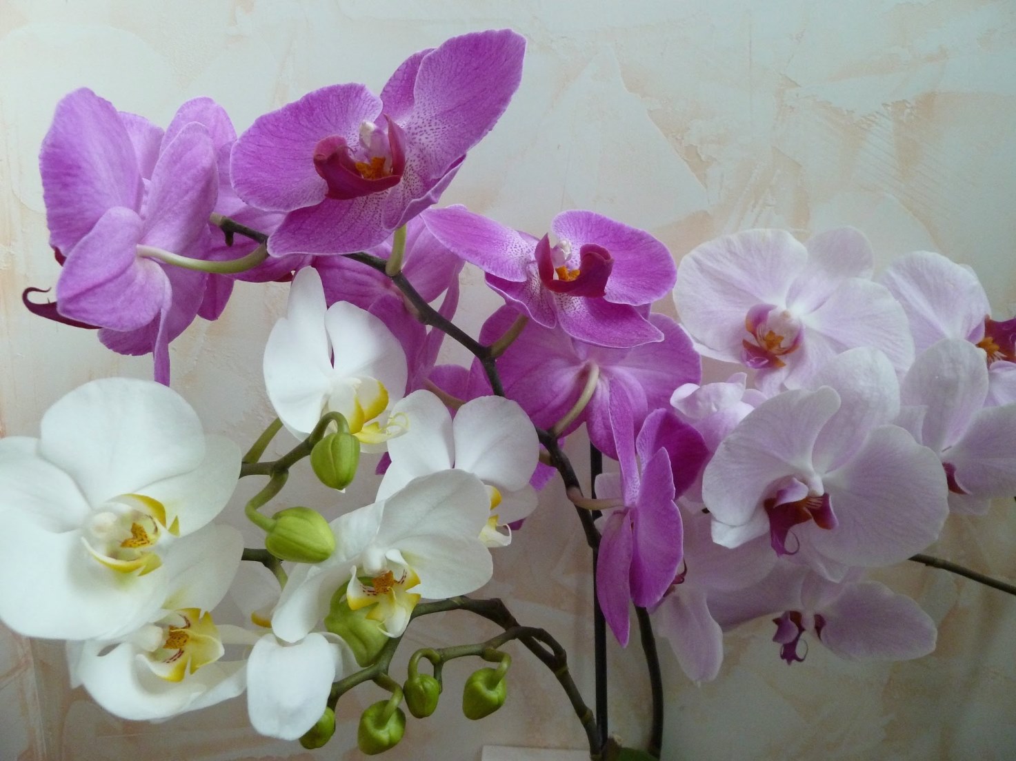 daudzkrāsains orhideja