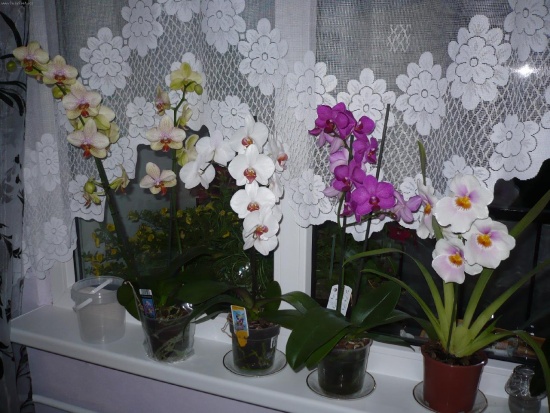 Orhideja: aprūpe mājās