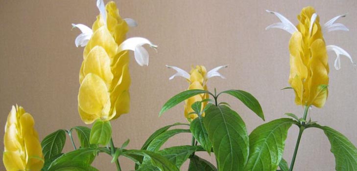Pachistahis: fotogrāfija un aprūpe mājās