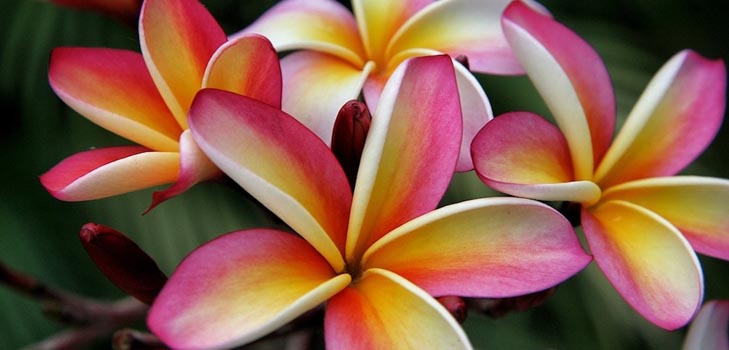 Plumeria: foto un aprūpe mājās
