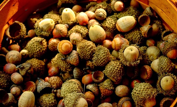 Amatniecība no kaštainiem par rudens tēmu