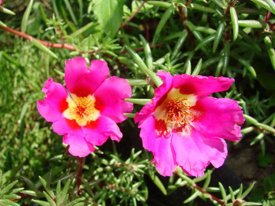 Portulak - augu stādīšanas un aprūpes noteikumi. Portulaka, kas aug ārpus telpām un mājās