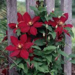 Clematis stādīšana