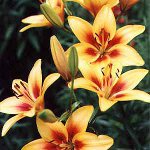 Stādīšanas lilijas