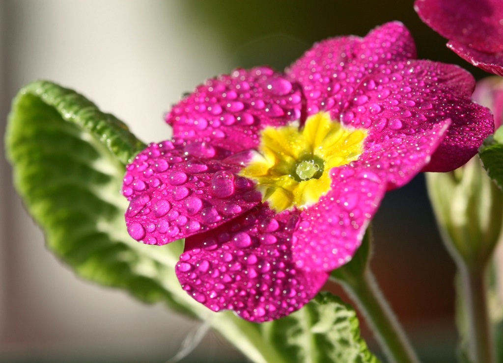 primrose zieds