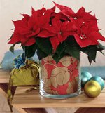 Poinsettia: Ziemassvētku zvaigzne Poinsettia: Ziemassvētku zvaigzne