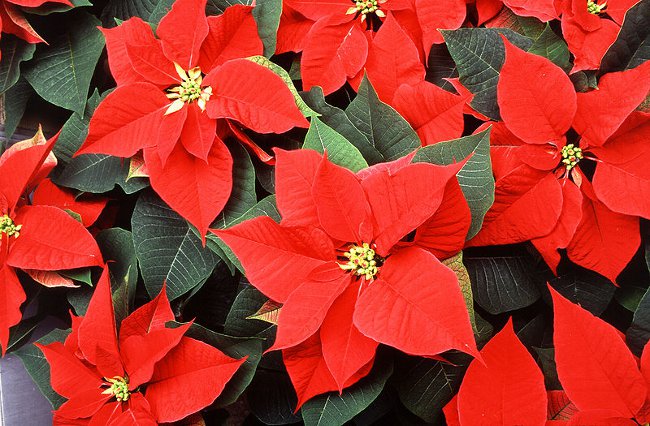 Poinsettia: Ziemassvētku zvaigzne