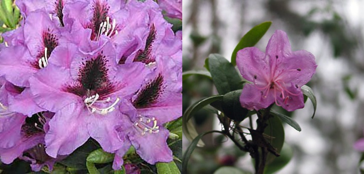 Rododendrs