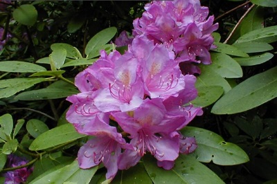rododendrs