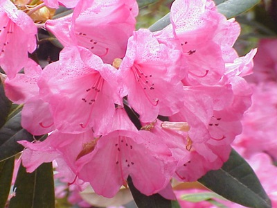 rododendrs