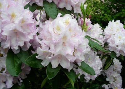 Rododendrs