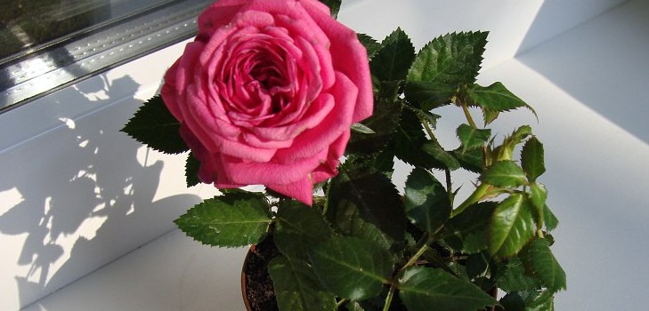 Rose mājās: aprūpe un saturs Rose mājās: aprūpe un saturs