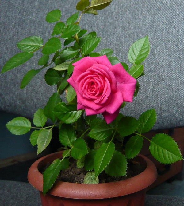 Rose mājās: aprūpe un saturs Rose mājās: aprūpe un saturs