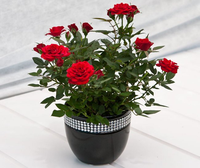 Rose mājās: aprūpe un saturs Rose mājās: aprūpe un saturs