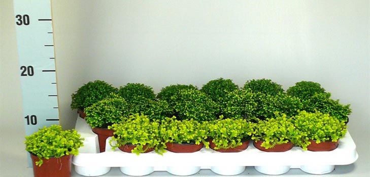Selaginella: aprūpe
