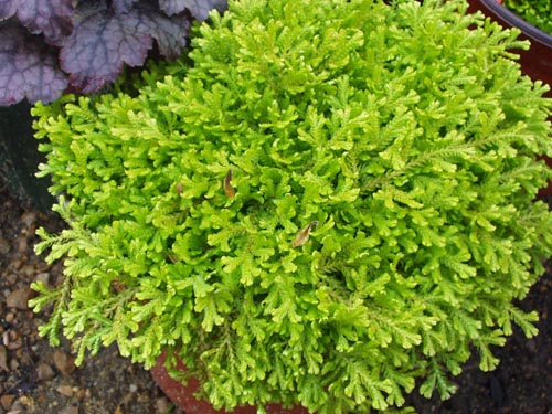Selaginella: sugas