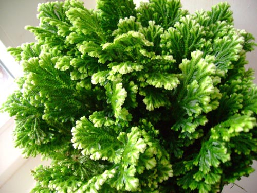 Selaginella: aprūpe